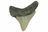 Serrated, Juvenile Megalodon Tooth - North Carolina #361682-1
